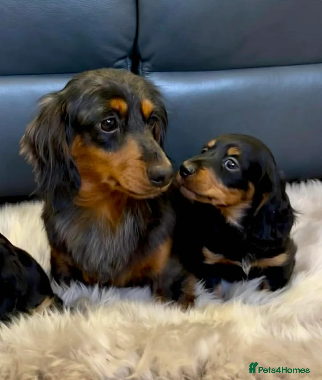 Dachshund dogs for sale: Beautiful miniature long hair Dachshunds  - Advert 2