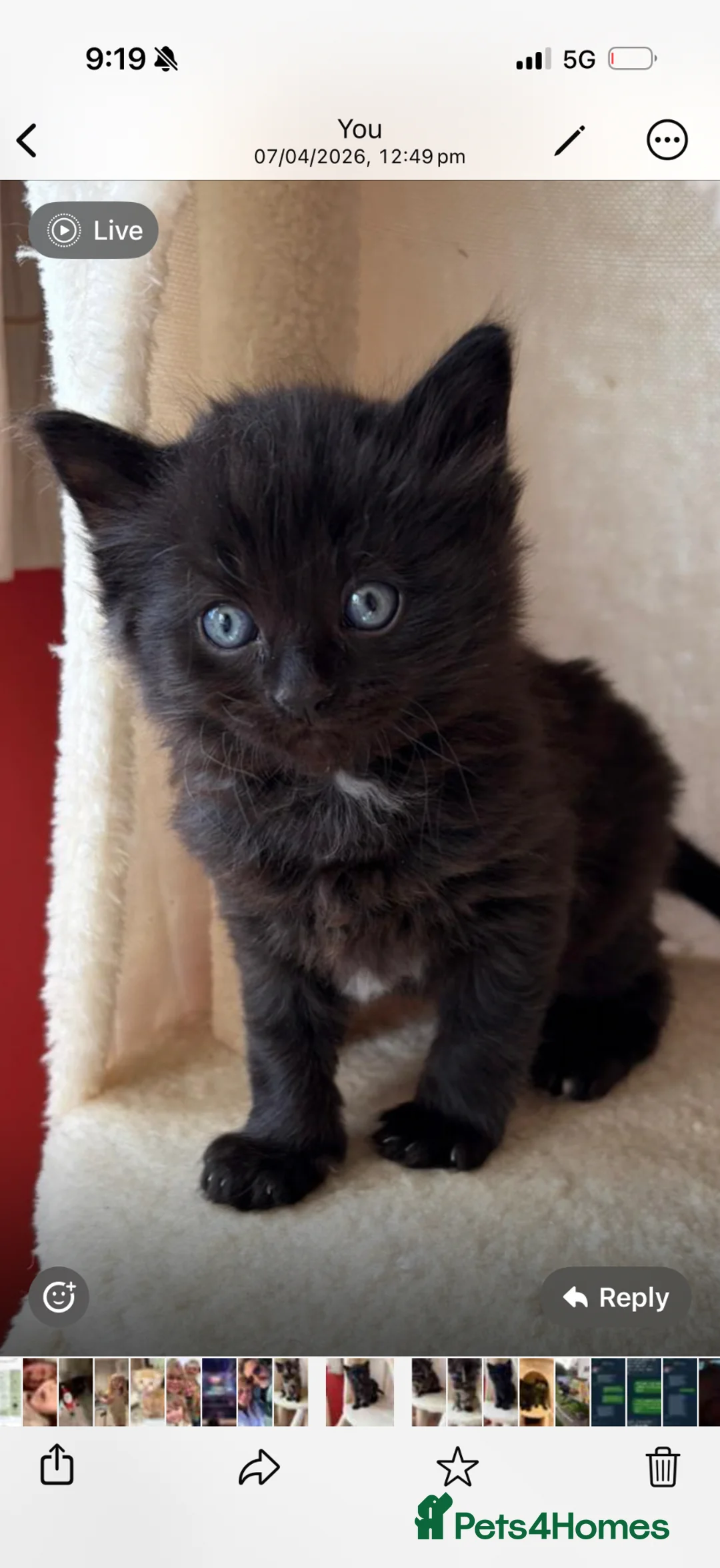 Mixed Breed cats for sale: Adorable kittens - Advert 2