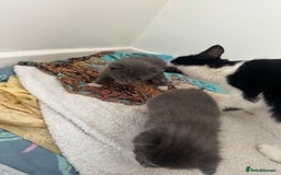 British Shorthair cats for sale: British short hair cross kittens - Image 14