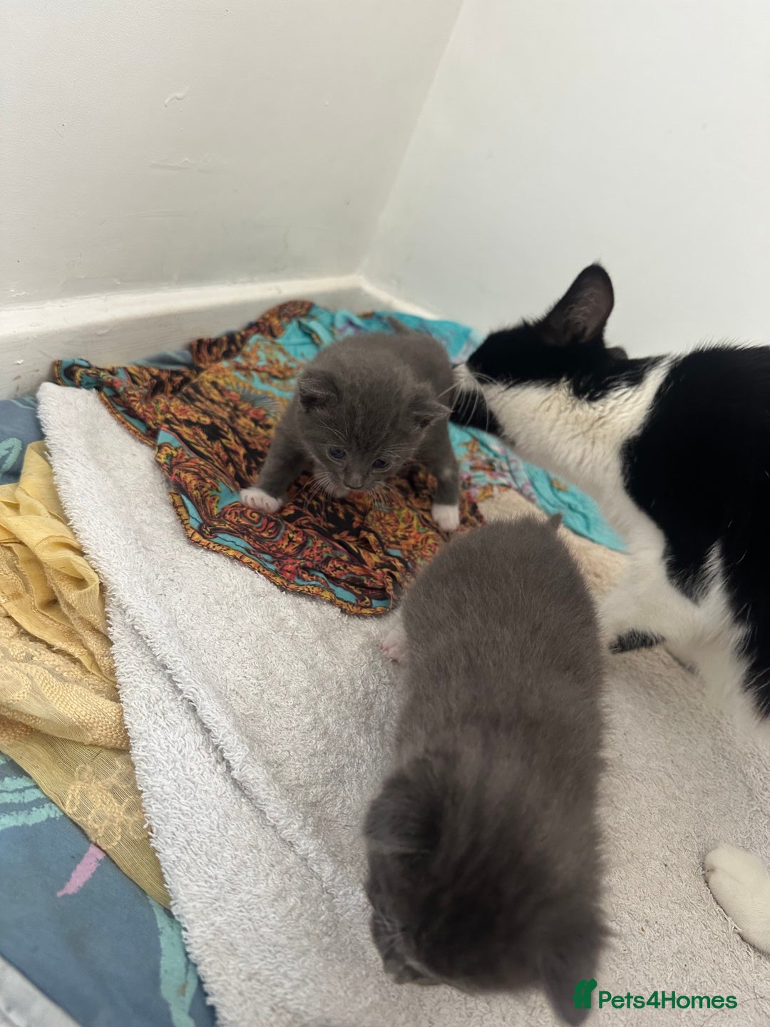 British Shorthair cats for sale: British short hair cross kittens - Image 14