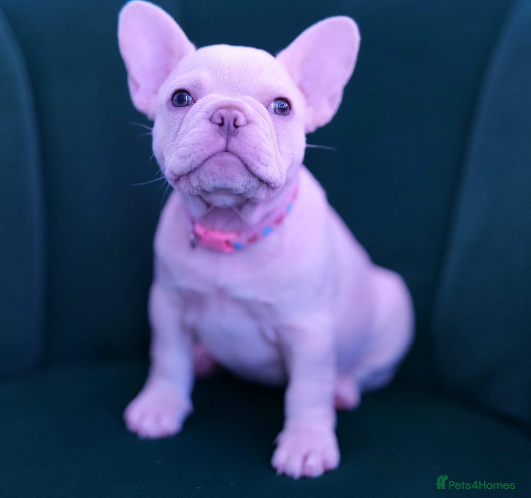 French Bulldog dogs for sale: KC French Bulldog Ready Now ! - Image 4