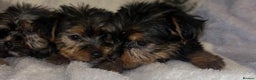 Yorkshire Terrier dogs for sale: Yorkshire Terrier Puppies  - Advert 4