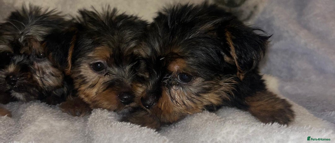 Yorkshire Terrier dogs for sale: Yorkshire Terrier Puppies  - Advert 4