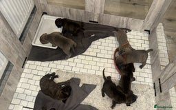 American Bully dogs for sale: 10 beautiful American Bullies🤍 - Advert 1