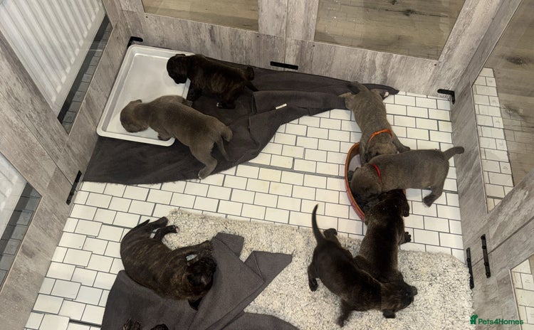 American Bully dogs 10 beautiful American Bullies🤍 - Advert 1