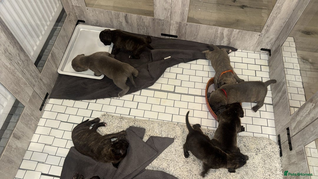 American Bully dogs for sale: 10 beautiful American Bullies🤍 - Advert 1