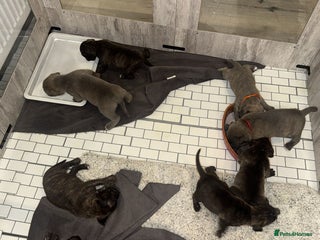 American Bully dogs for sale: 10 beautiful American Bulliesđ€ - Advert 1