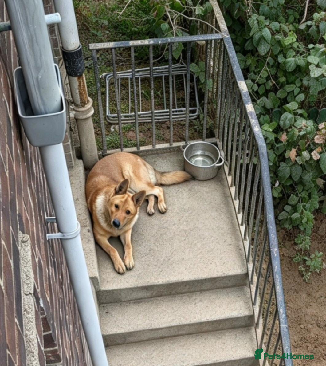 Mixed Breed dogs 10 month old german shepherd x american akita - Advert 1