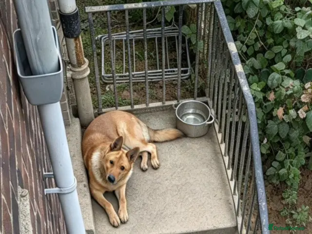 Mixed Breed dogs 10 month old german shepherd x american akita - Advert 1