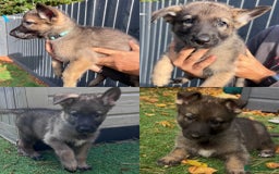 German Shepherd dogs for sale: German Shepherd Puppies, Ready to leave next week - Image 5