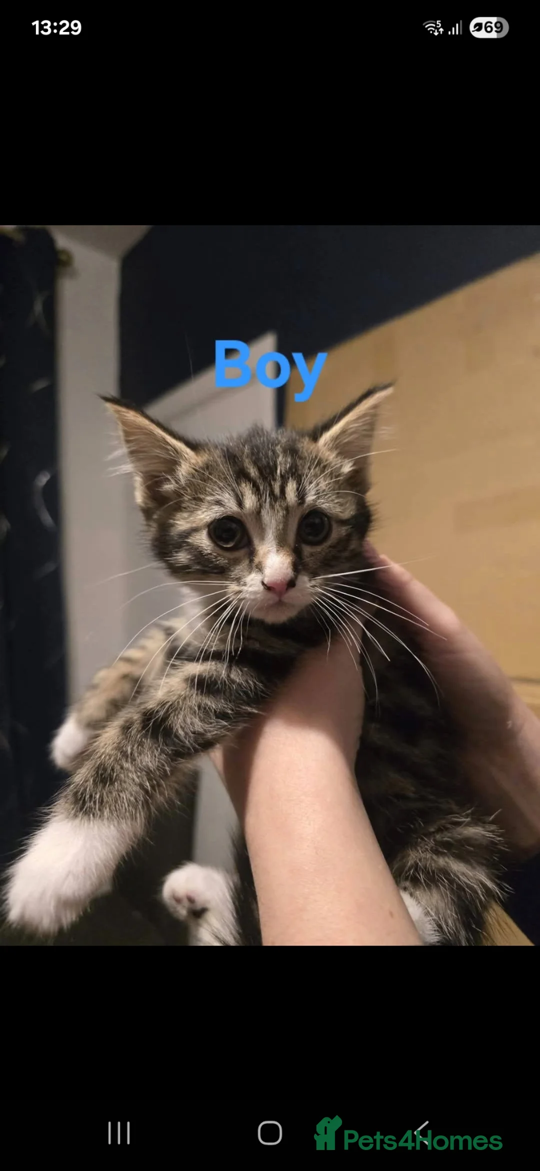 Siamese cats for sale: Siamese x maine coon kittens - Advert 4