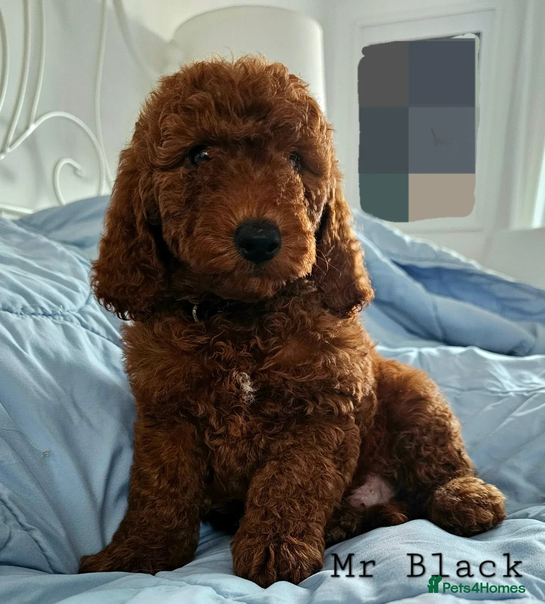 Mini Goldendoodle dogs for sale: Miniature Goldendoodle F1bb Ready Now  - Advert 2