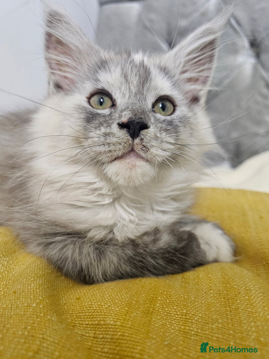 Maine Coon cats for sale:  TICA Maine coon kittens ready to leave - Advert 3