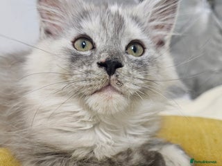 Maine Coon cats TICA Registered Maine Coon Kittens - Advert 6