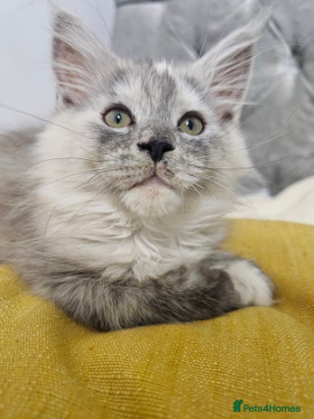 Maine Coon cats TICA Registered Maine Coon Kittens - Advert 1