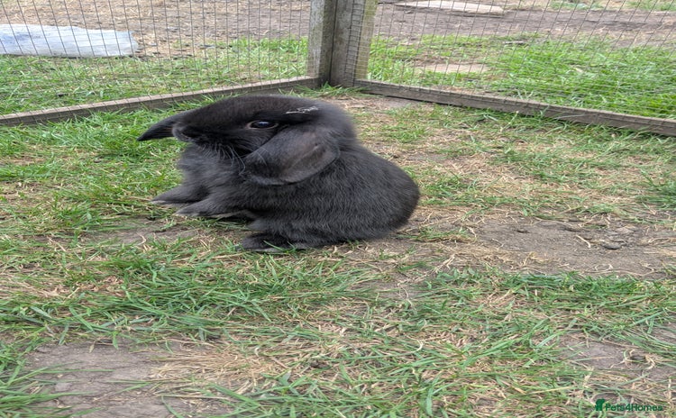 Mini Lop rabbits - Advert 17