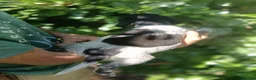 Mixed Breed dogs for sale: Rare English Springer X Brittany Spaniels  - Advert 3