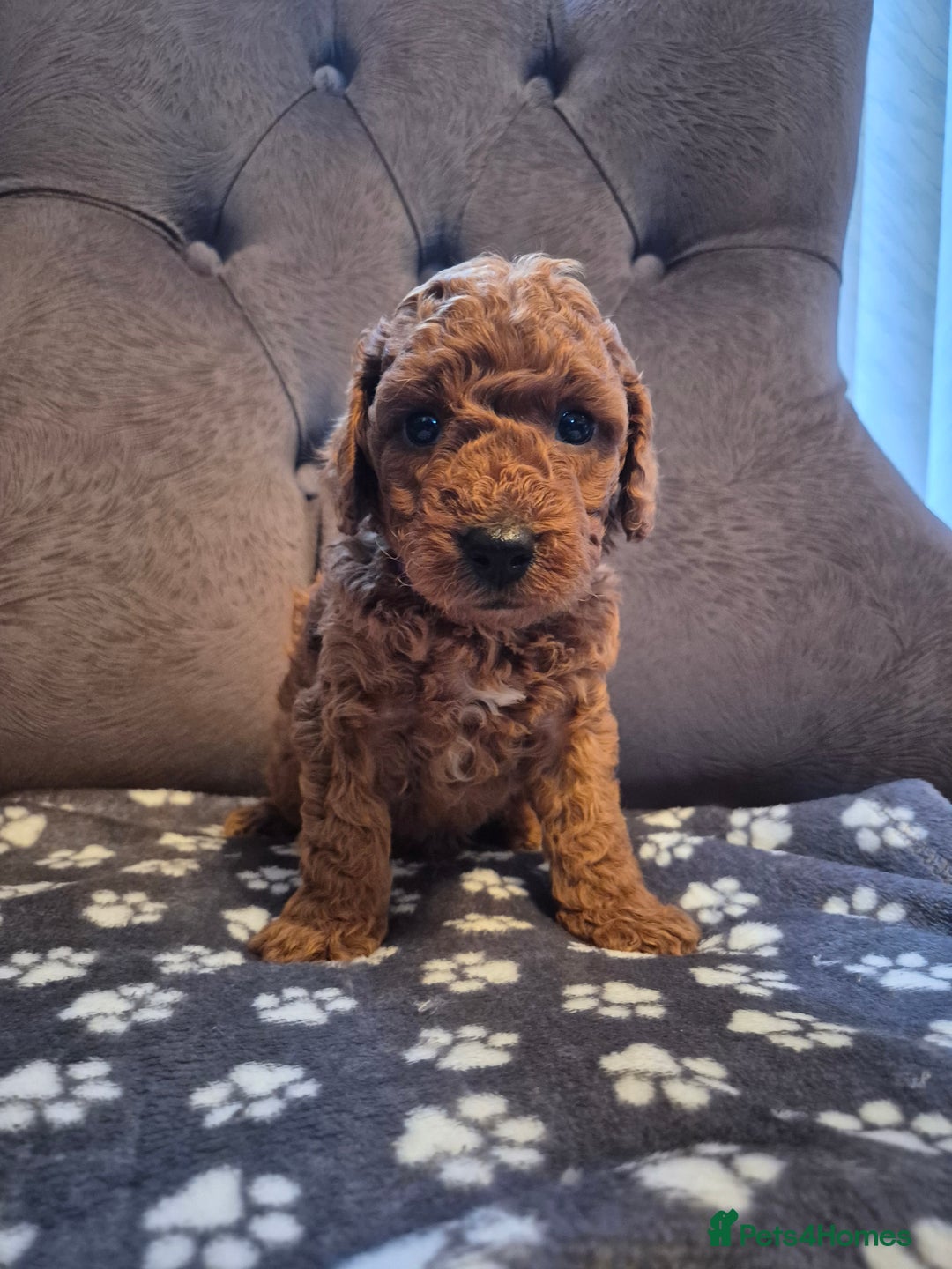 Cockapoo dogs for sale: Cockapoo puppies  - Image 9