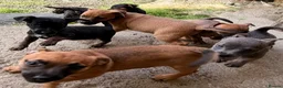 Jack Russell dogs for sale: Eye catching Jack Russell pups, with rare colours - Advert 9