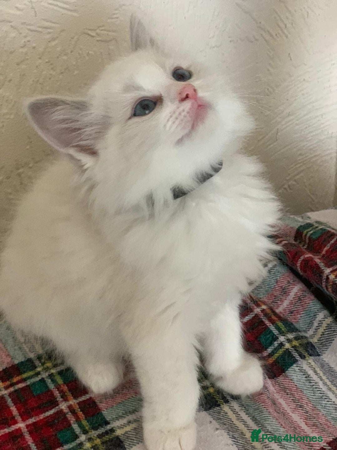 Ragdoll cats for sale: Ragdoll kittens  - Image 16