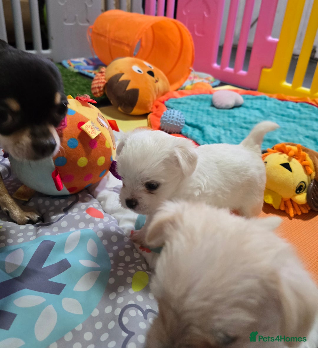 Mixed Breed dogs for sale: F1 Malchi puppys from health tested parents  - Image 17