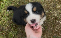 Bernese Mountain Dog dogs for sale: KC Reg Bernese Mountain Dog Puppies - Image 23