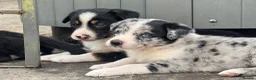 Border Collie dogs for sale: Gorgeous Collie Pups Mum ISDS Registered - Advert 8