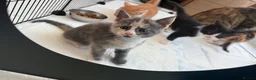 Maine Coon cats for sale: TORTOISESHELL MAINE COON X KITTENS - Advert 19