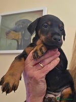 Dobermann dogs - Advert 1