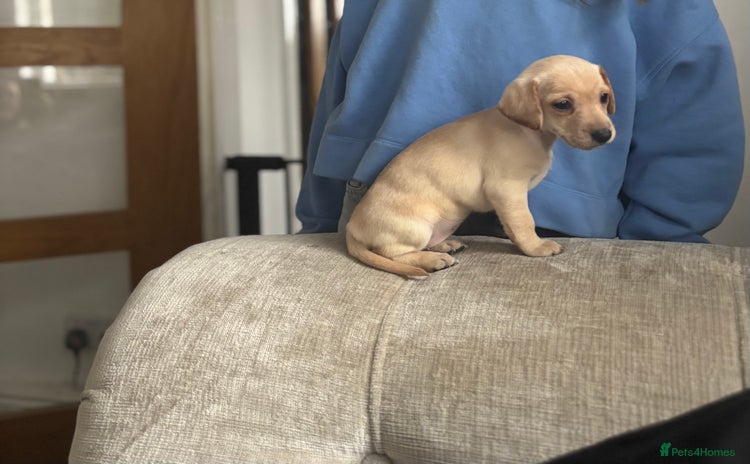 Miniature Dachshund dogs - Advert 9