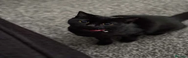 Domestic Shorthair 1
