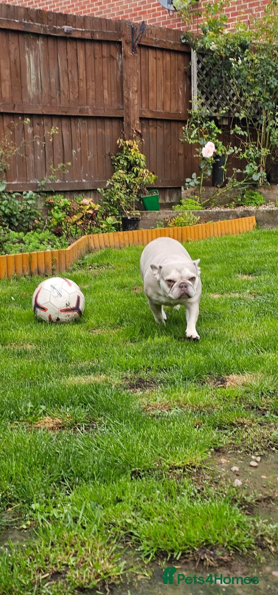 French Bulldog dogs Beautiful French bulldog for rehome - Advert 15