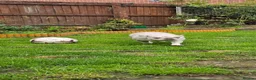 French Bulldog dogs for sale: Beautiful French bulldog for rehome - Advert 2