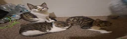 Mixed Breed cats for sale: Mix breed kittens readdy to go  in Birmingham - Advert 3