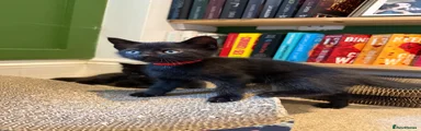 Mixed Breed Kitten 1