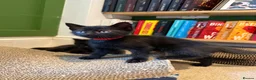 Mixed Breed cats for sale: Black female kitten  - Advert 2