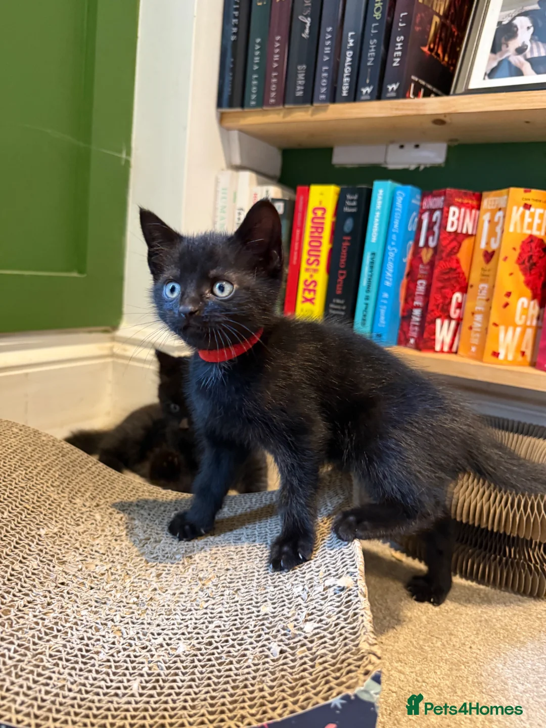 Mixed Breed cats for sale: Black female kitten  - Advert 2