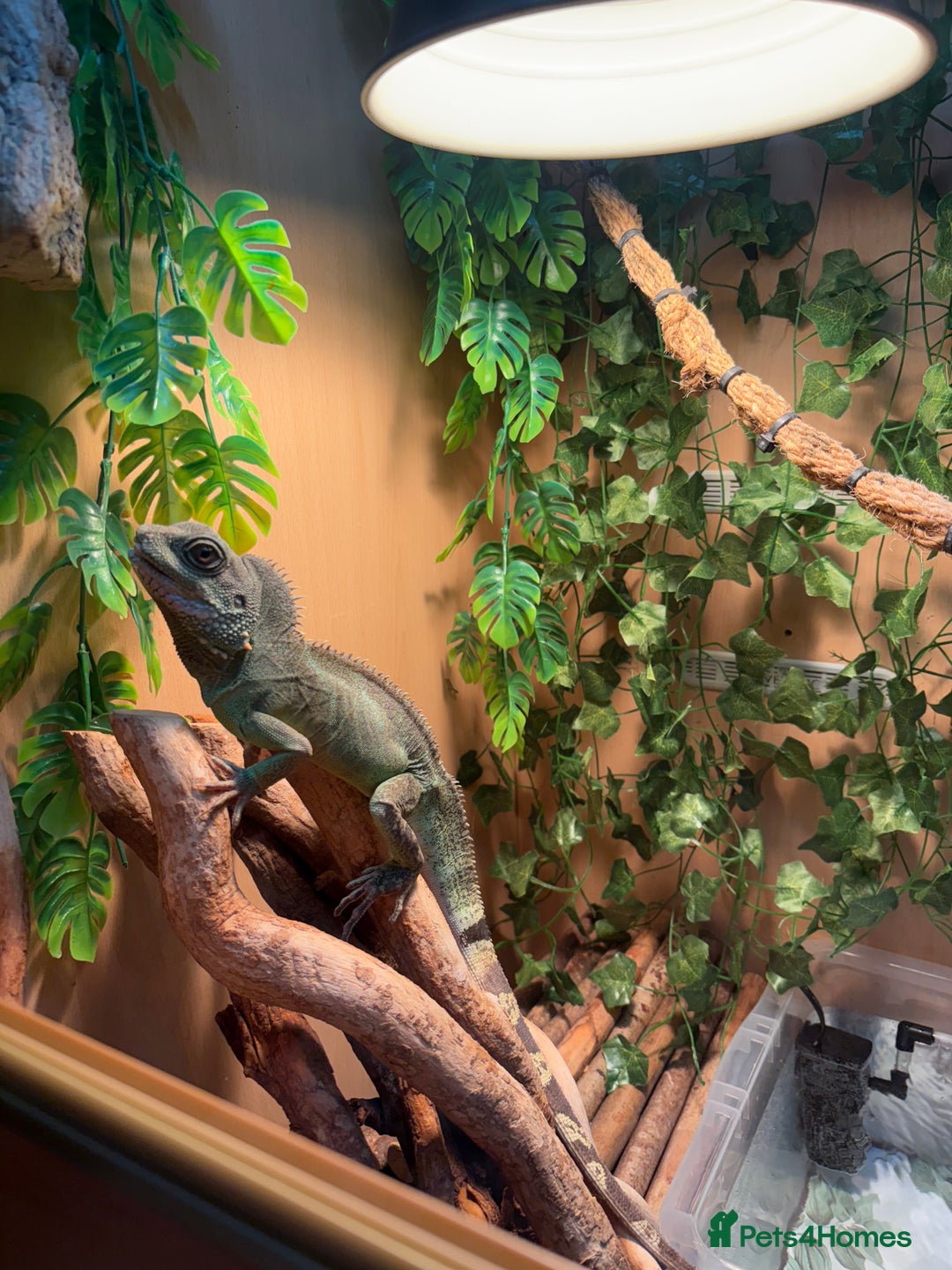 Dragon reptiles for sale: Female Chinese water dragon & large enclosure  - Advert 2