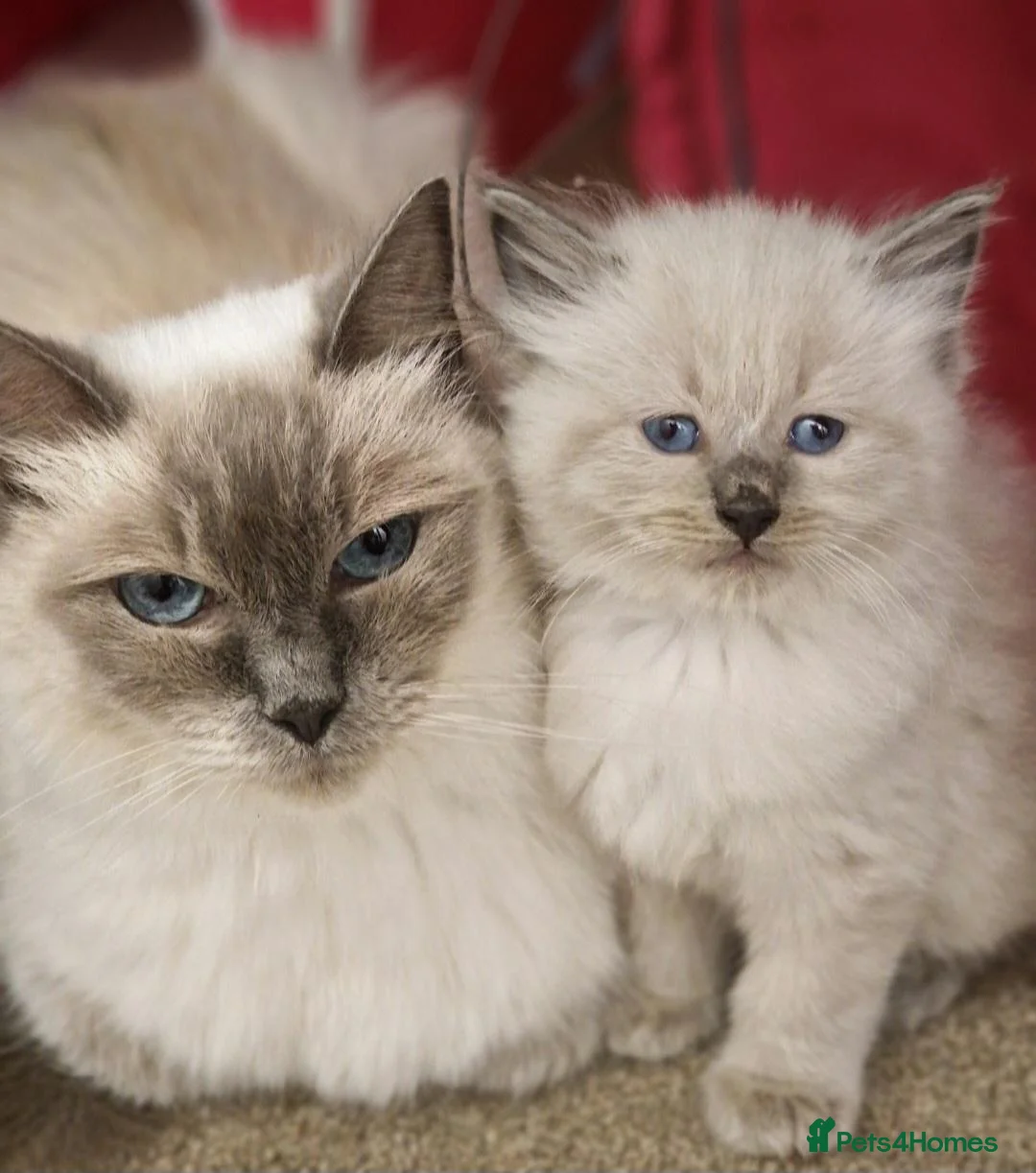 Ragdoll cats for sale: RAGDOLL KITTENS READY NOW  - Advert 20