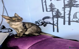 Maine Coon cats for sale: Beautiful Pedigree Maine Coon Kittens  - Image 6