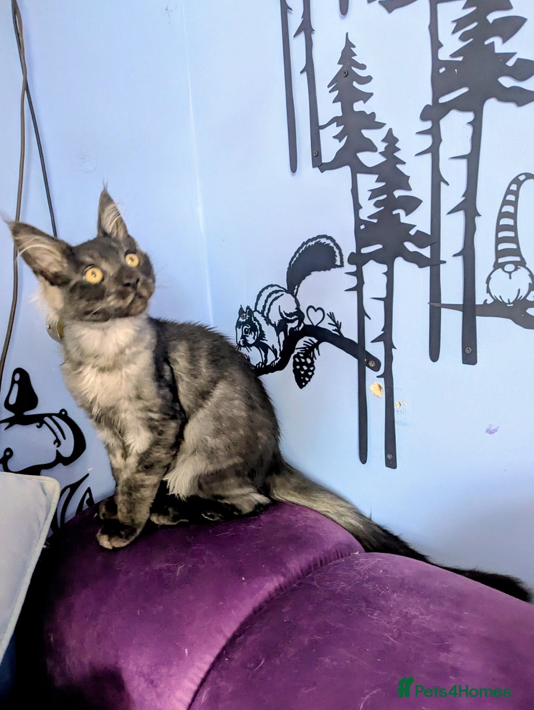 Maine Coon cats for sale: Beautiful Pedigree Maine Coon Kittens  - Image 6