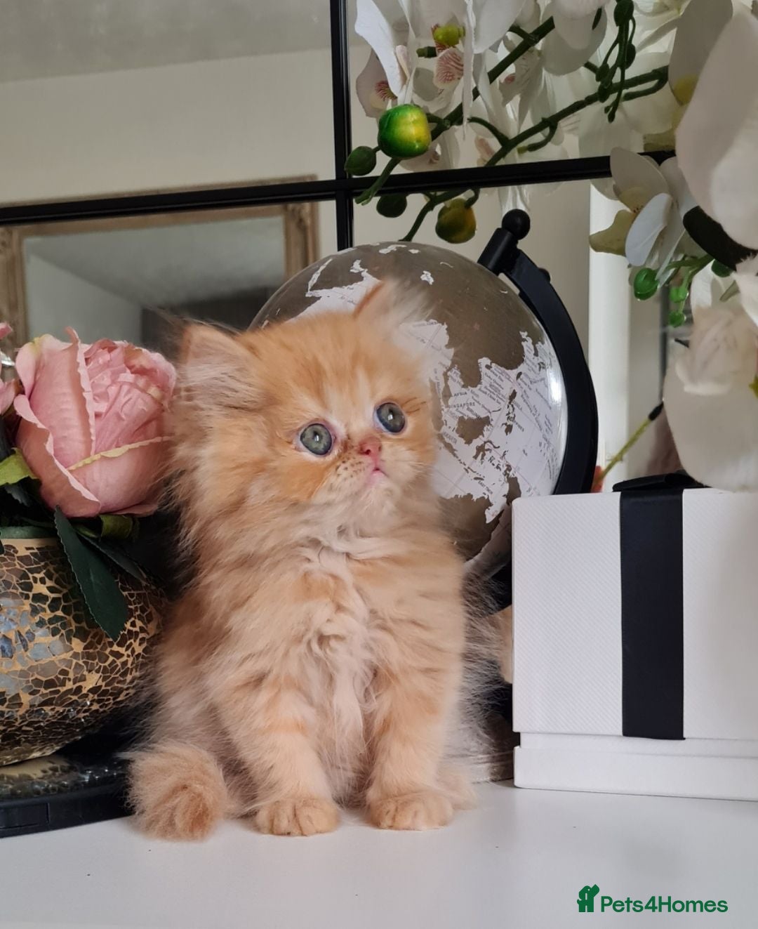 Persian cats Persian kittens  - Advert 1