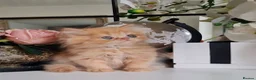 Persian cats for sale: Persian kittens  - Advert 1