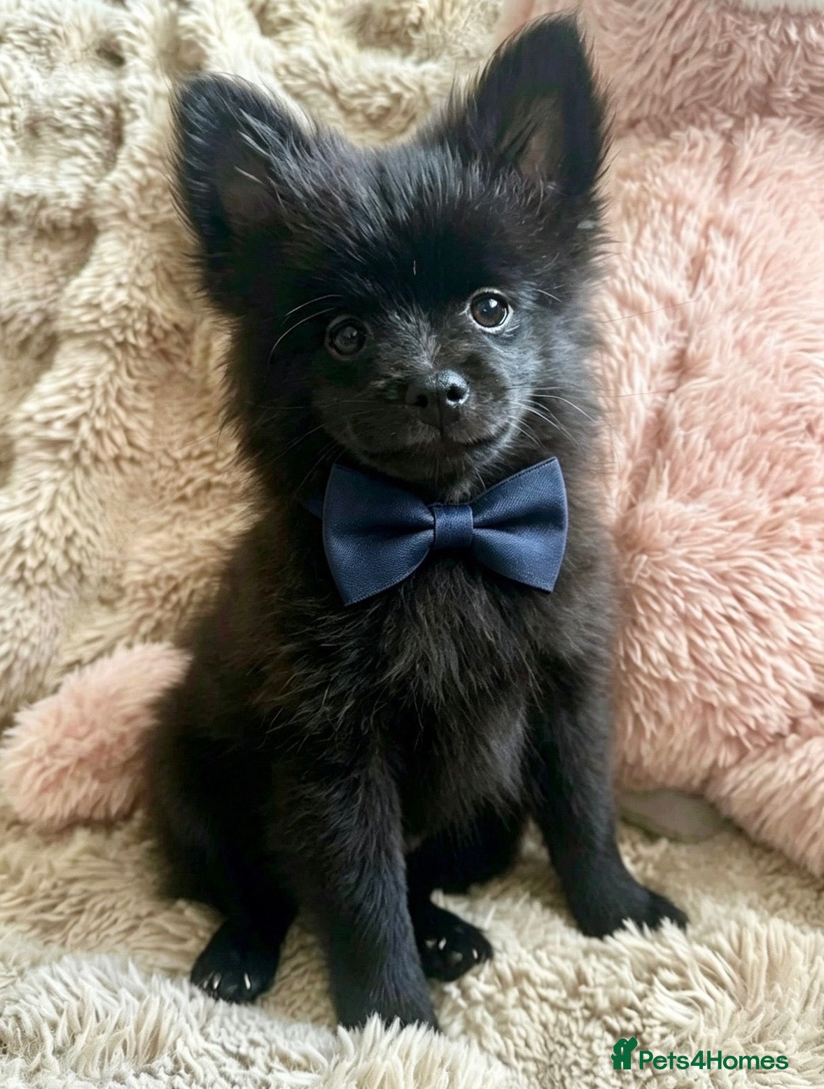 Pomchi dogs 💕last handsome baby boy💕 - Advert 2