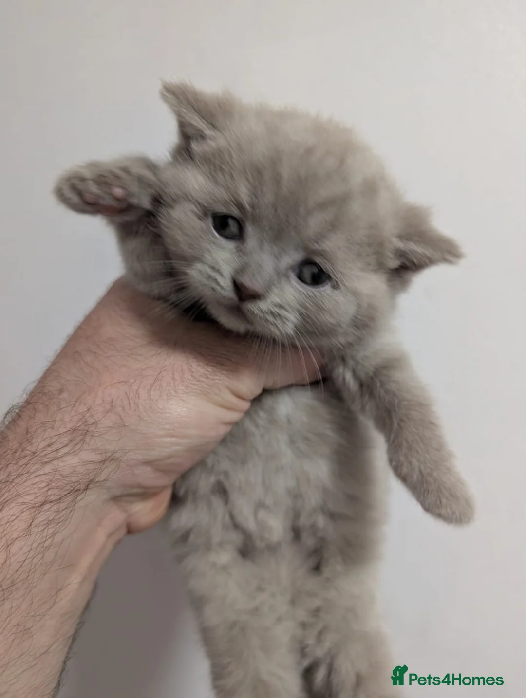 British Shorthair cats for sale: LAST BROWN Pure British shorthair kitten - Advert 11