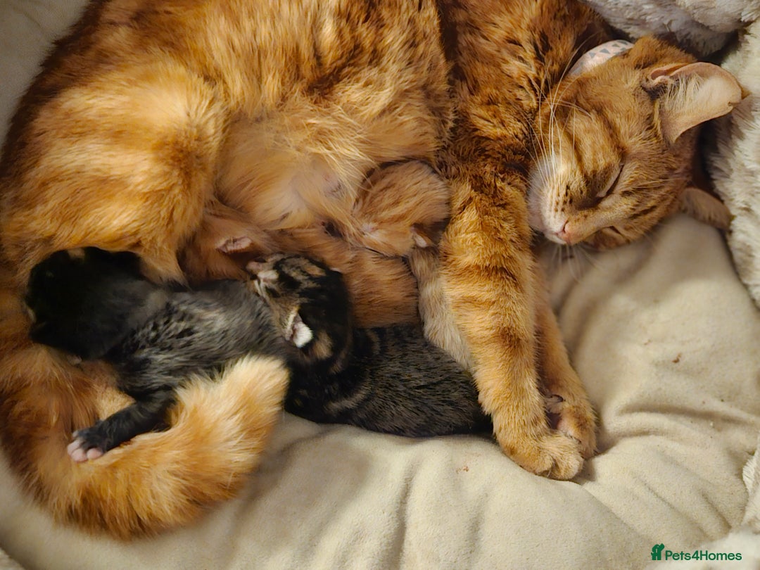 Mixed Breed cats for sale: Female tabby kittens - Advert 2