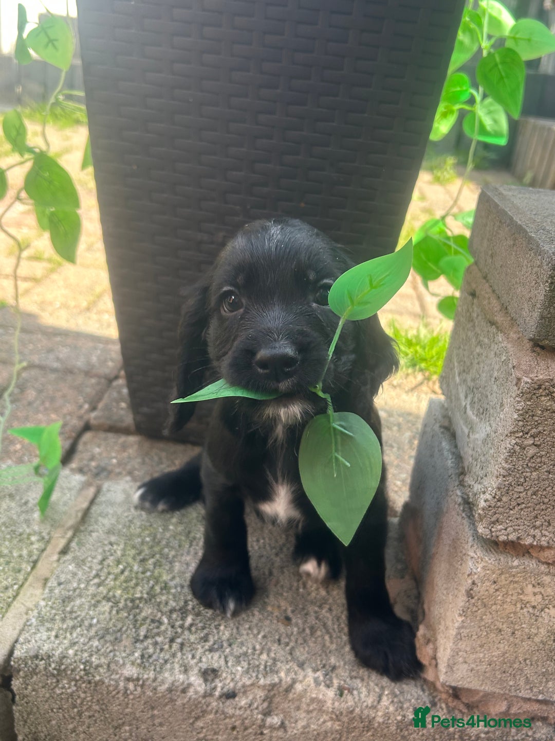 English Springer Spaniel dogs for sale: Two English springer spaniel puppies - Image 6