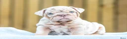 English Bulldog dogs for sale: Ready to leave ENGLISH BULLDOG PUPPIES  in Castleford - Advert 14