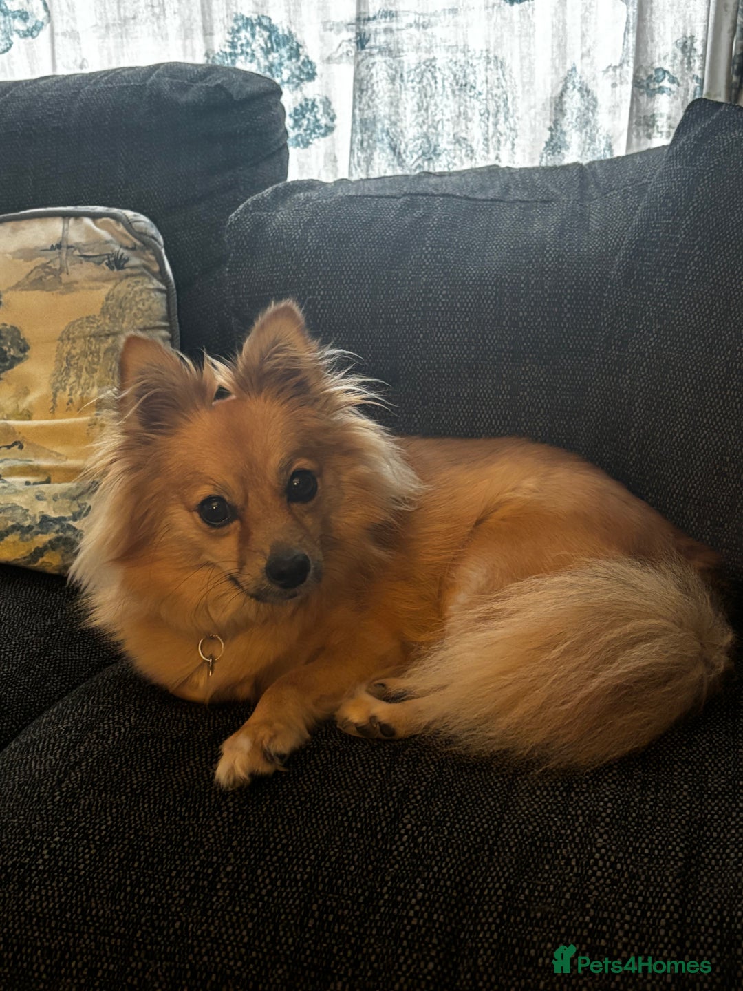 Pomeranian dogs for sale: Fox Faced Pom - Image 3