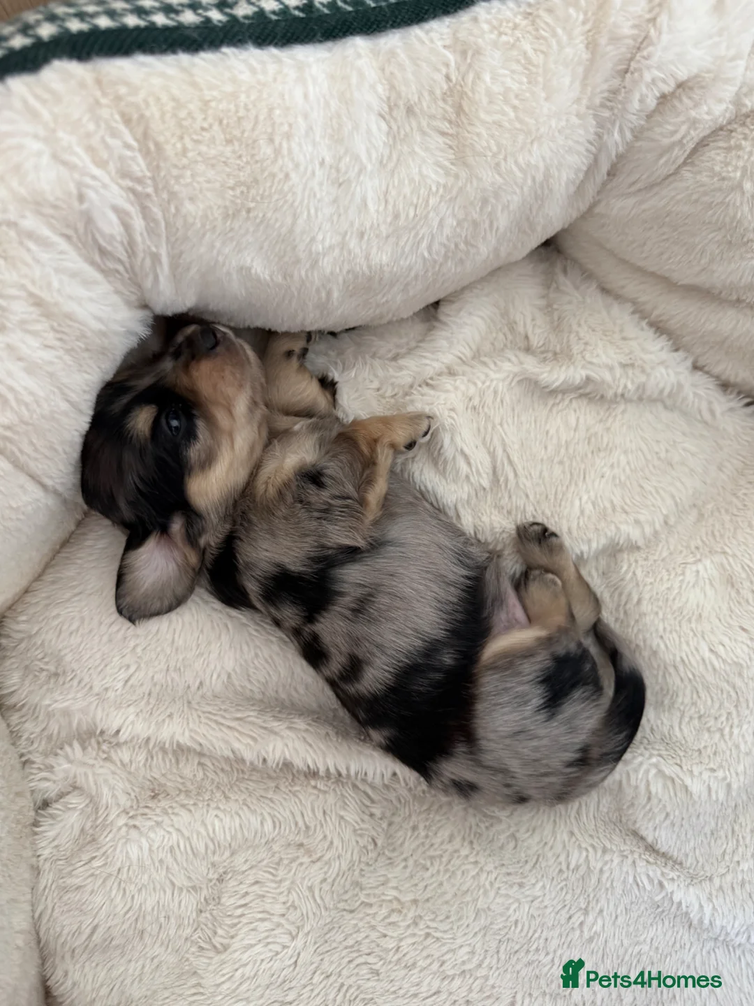 Miniature Dachshund dogs for sale: Long Haired Miniature Dachshund Puppies - Advert 40